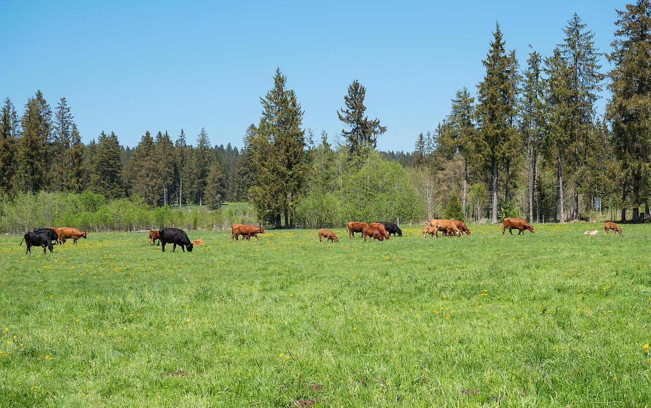 beef protein isolate used in animal-based paleo protein bars for quality, high protein content
